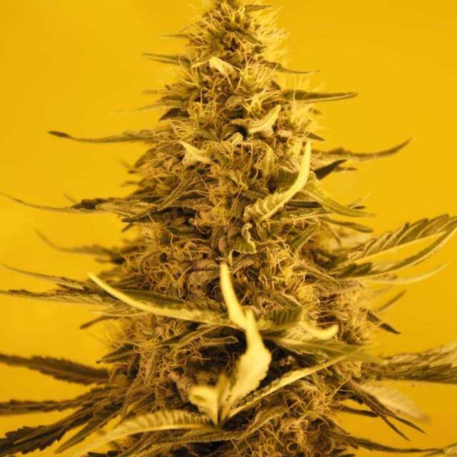 White Widow (Nirvana Seeds)